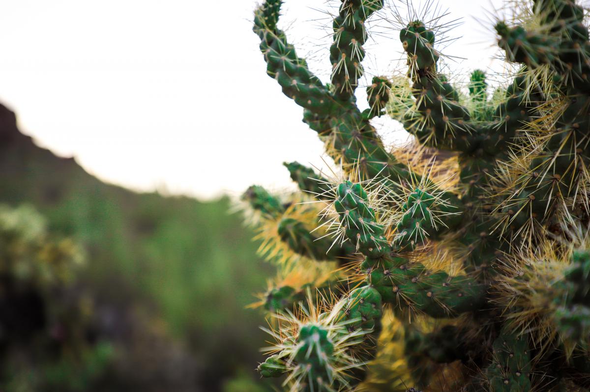 arizona cactus