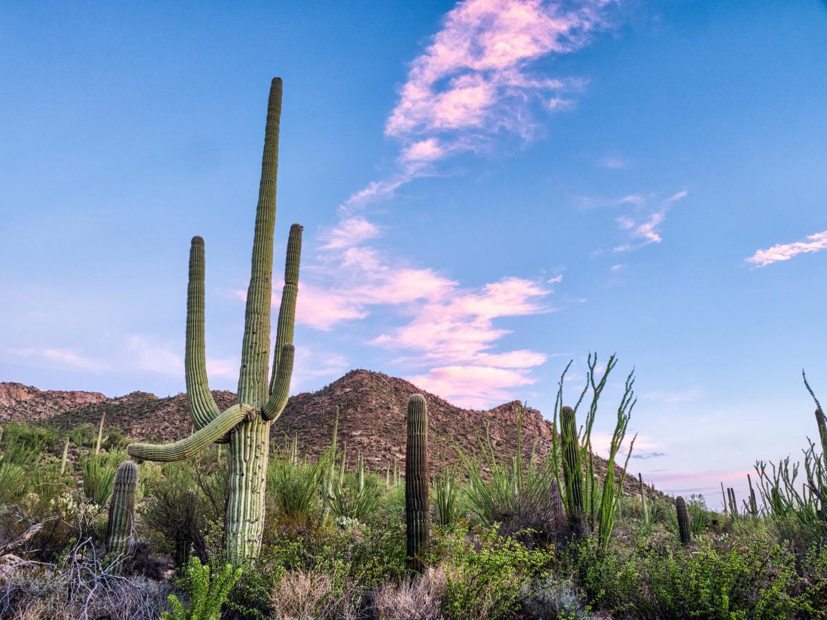 Arizona Park 