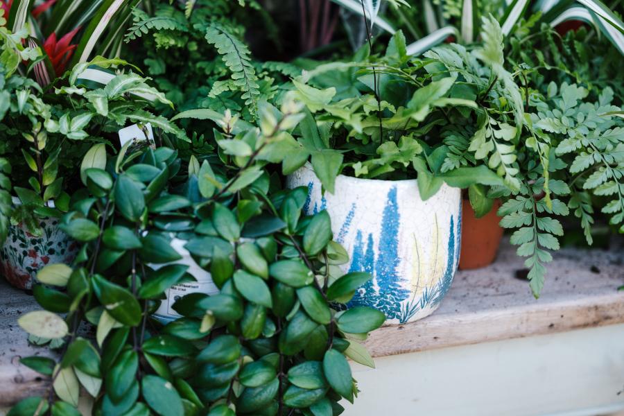 Indoor Plants 